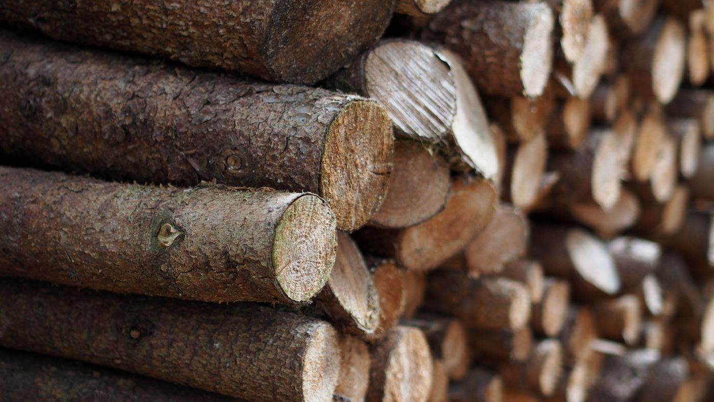 INS: Volumul de lemn exploatat în 2025 a crescut cu 7,5%, iar foioasele au avut o pondere de 60,3%